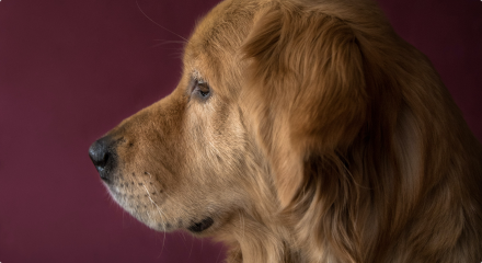 Golden Retriever Cinsi: Tarihçe,Beceriler,Eğitim, Bakım ve Popülerliği