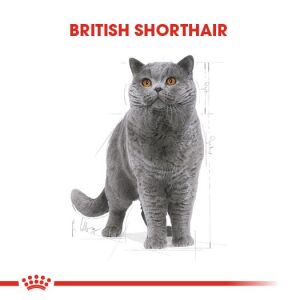Royal Canin Pouch British Shorthair için Yaş Kedi Maması 85gr