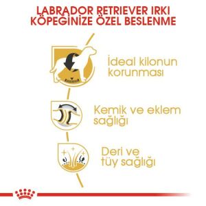 Royal Canin Labrador Retriever Irka Özel Yetişkin Köpek Maması 12kg