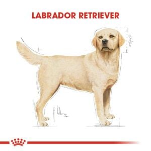 Royal Canin Labrador Retriever Irka Özel Yetişkin Köpek Maması 12kg