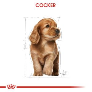 Royal Canin Cocker Puppy 3kg