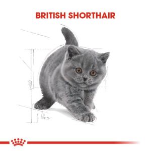 Royal Canin British Shorthair Kitten Yavru Kedi Maması 2kg