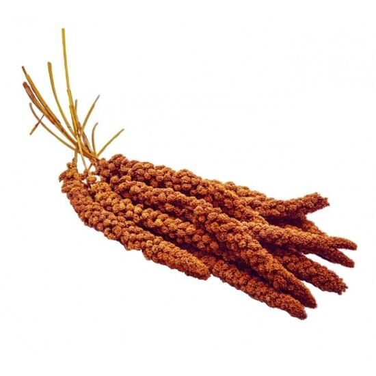 PG DAL DARI (AÇIK)