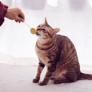 Ranova Keçi Sütlü Kurutulmuş Lolipop Kedi Ödülü