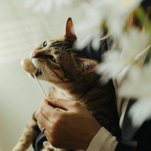 Ranova Bal Kabaklı Kurutulmuş Lolipop Kedi Ödülü