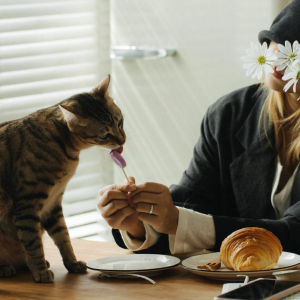 Ranova Yaban Mersinli Kurutulmuş Lolipop Kedi Ödülü