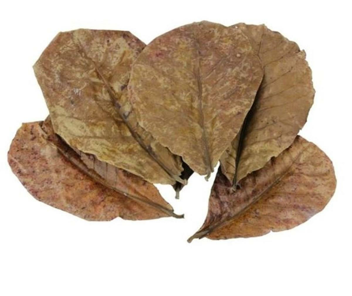 DOĞAL CATAPPA YAPRAĞI 5Lİ PAKET