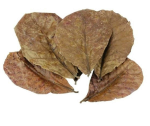 DOĞAL CATAPPA YAPRAĞI 5Lİ PAKET