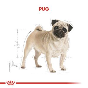 Royal Canin Pug Adult Irka Özel Yetişkin Köpek Maması 1.5kg