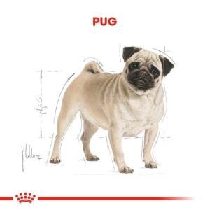 Royal Canin Pug Adult Irka Özel Yetişkin Köpek Maması 1.5kg