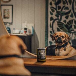 ProChoice Tavuklu Yetişkin Köpek Konservesi 400gr