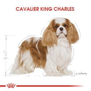 Royal Canin Cavalier King Charles Yetişkin Köpek Maması 3kg