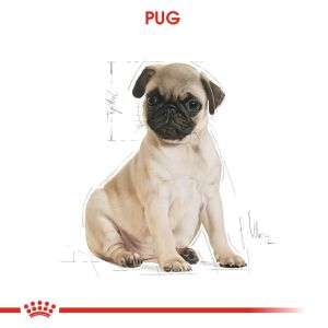 Royal Canin Pug Puppy Yavru Köpek Maması 1,5kg